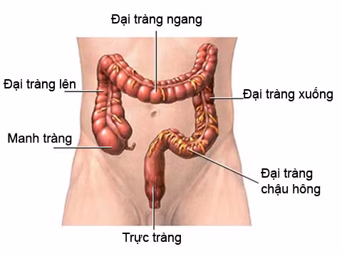 Cảnh báo nhầm lẫn: Ở nam giới dưới 50 tuổi, chảy máu có thể do bệnh trĩ, viêm túi thừa, viêm đại tràng hoặc mạch máu bất thường. Dù sao nếu thấy dấu hiệu này bạn vẫn cần đi khám bệnh. Xét nghiệm: Soi đại tràng cho phép bác sĩ kiểm tra các rối loạn lớn hoặc nhỏ, và có thể cắt bỏ polyp nếu có. Xem thêm:Những thực phẩm không thể "kết đôi" cùng thịt lợn