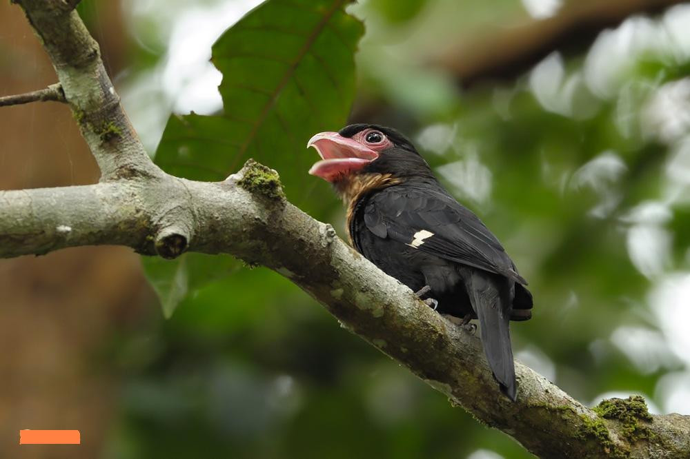 Mỏ rộng đen Mỏ rộng đen