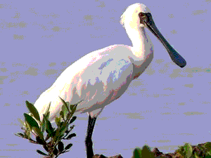 Cò thìa Cò thìa