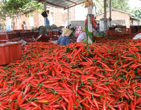 Nông sản Việt bị ứ đọng, ép giá: Phải giải cho được bài toán phụ thuộc ảnh 2