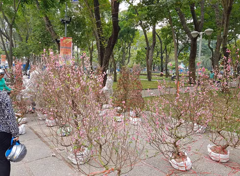Chợ hoa tết trưa ngày 30 tết, đào miền Bắc vẫn còn rất nhiều (ảnh: P.L) Chợ hoa tết trưa ngày 30 tết, đào miền Bắc vẫn còn rất nhiều (ảnh: P.L)