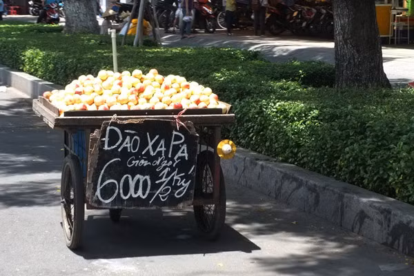 Không ít người thắc mắc, đào "Xa Pa" ở vùng nào?