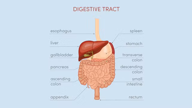 Các dấu hiệu và triệu chứng của viêm gan C.