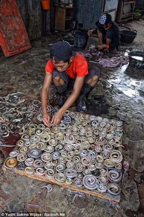 Hàng trăm con rắn lớn nhỏ bị giết trong mỗi công xưởng ở Indonesia mỗi ngày. Hàng trăm con rắn lớn nhỏ bị giết trong mỗi công xưởng ở Indonesia mỗi ngày.