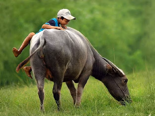 Với những buổi chiều đi thả trâu, Với những buổi chiều đi thả trâu,