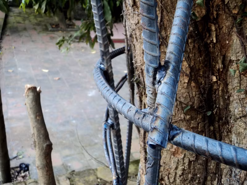 Nhưng cũng có nhiều ý kiến bày tỏ sự hoài nghi về khả năng bảo vệ gốc sưa này của hàng rào thép.