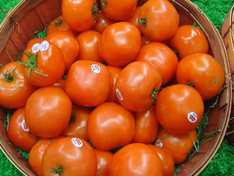 13. Thân và lá cà chua: Cà chua thường được đi kèm sa lát, bánh mì kẹp thịt. Cà chua giúp điều trị một số bệnh như huyết áp cao và bệnh tim. Tuy nhiên, thân cây cà chua và lá chứa glycoalkoloids độc hại gây đau đầu, đau dạ dày, mất cảm giác và ức chế hô hấp.