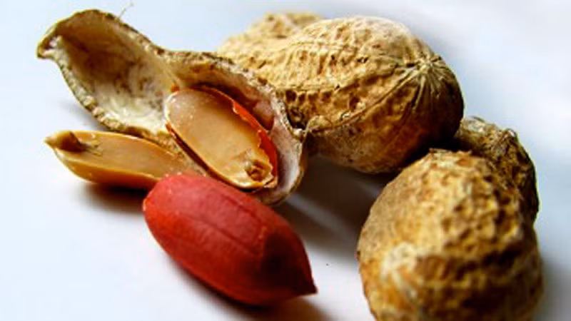 6. Lạc: Có rất nhiều người do vô tình ăn phải “một miếng nhỏ” của loại đậu này mà họ đã vĩnh viễn mất đi cuộc sống. Cụm từ “dị ứng đậu phộng” xuất hiện khi hệ miễn dịch “sai lầm” trong việc nhận biết đậu phộng như là một chất có hại cho cơ thể. Từ đó tiết ra những chất bất lợi khác nhau cho các cơ quan nội tạng và các hệ thống khác. Đây là phản ứng sốc phản vệ, gây cho người bệnh cảm giác thở khó và nuốt khó, nôn mửa, chóng mặt, huyết áp giảm xuống rất thấp, dẫn tới bất tỉnh nhân sự. Nếu không được điều trị sớm sẽ dẫn đến tử vong.