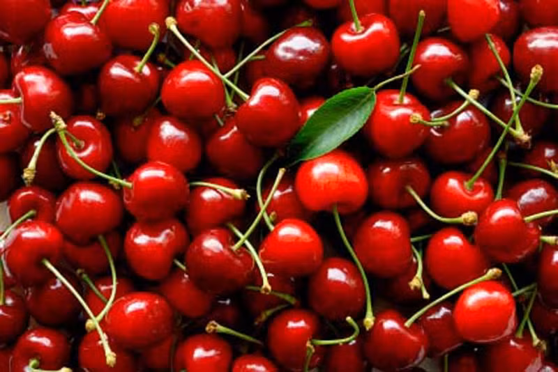 5. Anh đào (cherry): Lá anh đào có chứa các hợp chất có độ độc cao. Khi các hạt của quả anh đào bị nghiền nát, nhai, hoặc thậm chí bị trầy xước, chúng cũng sẽ sản sinh axit prussic (hydrogen cyanide). Tử vong do ăn anh đào rất hiếm nhưng chúng ta tuyệt đối không được nuốt hoặc nhai các hạt của chúng.