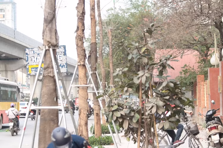 Cả hàng cây này đang trong tình trạng khô héo, liệu chúng có thể sống sót?