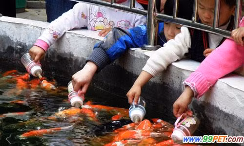 Trẻ em Trung Quốc cho cá cảnh bú bình Trẻ em Trung Quốc cho cá cảnh bú bình