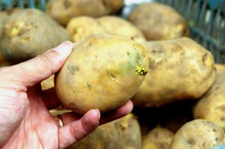 4. Khoai tây: Củ khoai tây đã mọc mầm thì tốt nhất là bỏ đi, bởi lúc này nó chứa một lượng lớn chất solanine và chaconine rất độc. Người dùng được khuyên, khi chế biến nên gọt bỏ phẩn củ đã biến thành màu xanh, tím hoặc chỗ nảy mầm, nhưng tốt nhất là vứt bỏ cả củ. Vỏ khoai tây chứa glycoalkaloids, khi tích tụ một lượng nhất định trong cơ thể sẽ gây ra ngộ độc. Glycoalkaloids trong khoai tây có thể gây ảnh hưởng tới dạ dày và hệ thống đường ruột, bởi nó phá vỡ màng tế bào và ức chế acetylcholinesterase.