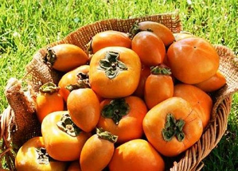 5. Quả hồng: Quả hồng khi chưa chín, thành phần tannic chủ yếu tập trung trong thịt quả nhưng khi quả chín, chất này lại tập trung chủ yếu ở lớp vỏ. Axit tannic khi đi vào cơ thể con người sẽ tạo thành axit dạ dày, nếu kết hợp với protein trong thực phẩm dễ trở thành nguyên nhân gây ngộ độc thực phẩm, táo bón, viêm dạ dày... Ngoài ra, nếu tích tụ nhiều axit tannic có thể ảnh hưởng đến mức độ hấp thu sắt của cơ thể.