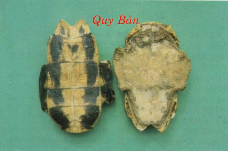 13. Ô tặc cốt 15g, quy bản 15g, tây thảo 5g. Tất cả sắc kỹ lấy nước, bỏ bã rồi hòa với một chút đường đỏ chia uống vài lần. Hay quy bản 15g, cốt toái bổ 15g, đẳng sâm 10g. Tất cả đem sắc kỹ trong 1 giờ rồi lọc lấy nước, hòa với một chút đường đỏ chia uống vài lần.
