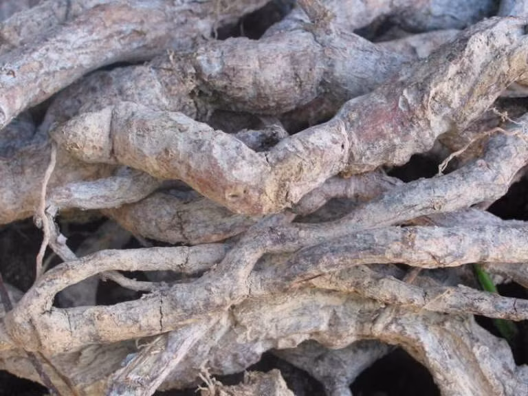 12. Hà thủ ô 100g, ngưu tất 100g ngâm với rượu trắng trong 7 ngày rồi lấy ra phơi khô, sao thơm tán bột, đựng trong lọ kín dùng dần. Mỗi lần lấy 5 quả đại táo, khía dọc bỏ hột rồi cho bột thuốc vào trong, đem hấp cách thủy cho chín rồi ăn trong ngày.