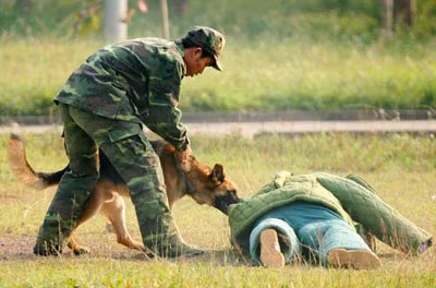 "Vũ khí đặc biệt" thực hiện những cú cắn vào chỗ hiểm tội phạm...