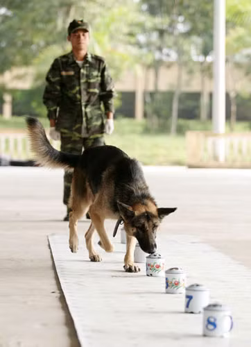 Trong bài tập nhận biết mùi hơi, mỗi chiếc ca chứa 2 chiếc khăn, có mùi hơi của 1 người. Sau khi huấn luyện viên lấy 1 chiếc đưa lên mũi chú chó, nó sẽ tìm kiếm mùi hơi trong các ca được đánh số.