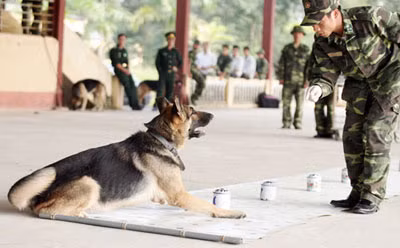 Khi đánh hơi được đúng chiếc ca có mẫu hơi chú chó kêu to báo hiệu cho chủ. Trong lần tìm kiếm cứu nạn vụ sập núi đá ở Bản Vẽ, chó nghiệp vụ đã phát hiện được thi thể bị vùi lấp ở độ sâu 13m.