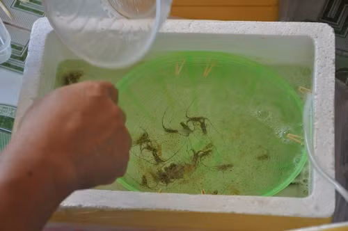 Tôm nhí mang lại tiền tỉ cho ngư dân Quảng Ngãi.
