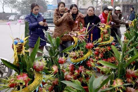 Từ khoảng 2 năm nay, vào dịp Tết, tại Hà Nội xuất hiện nhiều quầy bán thanh long cảnh. Năm Nhâm Thìn, loại quả được gắn thêm rồng như thế này đang thu hút nhiều người mua...