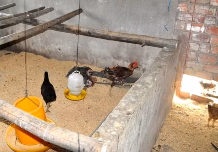 Gà được mua từ nguồn vốn “Chương trình mục tiêu quốc gia xây dựng nông thôn mới” được cấp cho cán bộ xã Quế An. ảnh: dantri