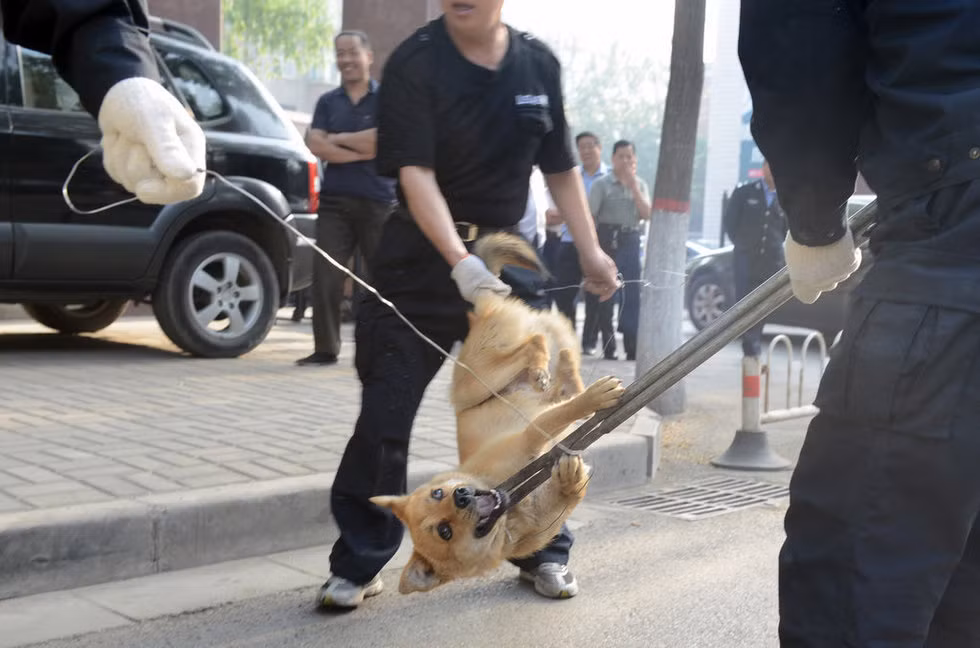 Một chú khuyển lang thang den đủi gặp phải đúng "cao thủ võ lâm"