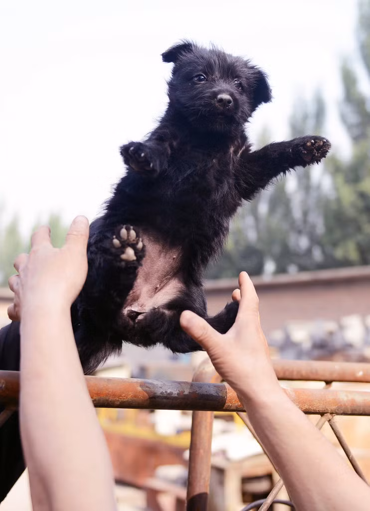 Cún con, chạy đâu cho thoát