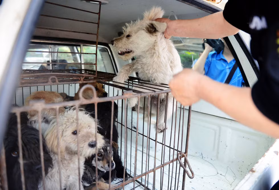 Những chú chó thả rông bị nhốt cũi sau khi bị bắt