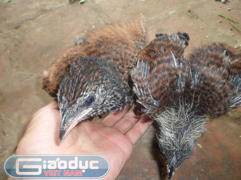 "Trước đây mỗi khi đi rừng và quanh các lùm cây trong khu vực này chúng tôi bắt gặp loại chim này thường xuyên nên không có gì lạ cả. Đôi chim mà anh T. bắt được nó chỉ to hơn các con khác một chút và do bây giờ loài bìm bịp đang bị săn bắn, bẫy rập nhiều nên số lượng đã giảm đi đáng kể nên đối với những ai chưa gặp thì mới thấy lạ thôi" - cụ Bùi Văn Lục (72 tuổi) nhà ở xã Tân Vinh (Lương Sơn, Hòa Bình) cho biết.