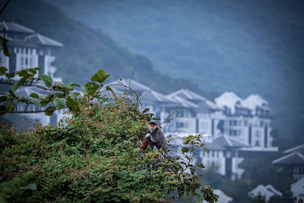 Voọc ở InterContinental Danang Sun Peninsula Resort