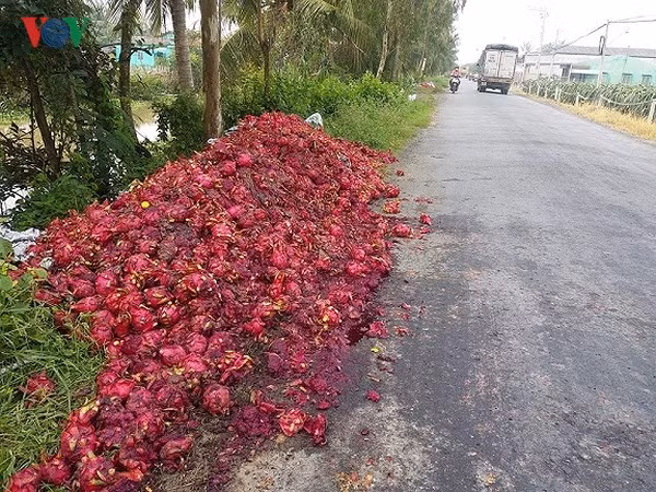 Trong những ngày rớt giá xuống quá thấp, có hiện tượng đổ bỏ thanh long, nhưng nay giá đã tăng trở lại. Ảnh: VOV.
