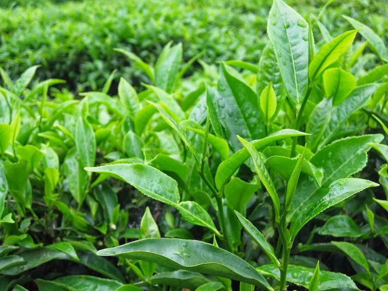 EGCG có trong trà xanh là chất chống oxi hóa mạnh. EGCG có trong trà xanh là chất chống oxi hóa mạnh.