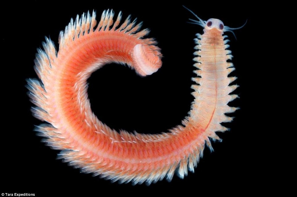 Loài giun Platynereis Dumerei thường sống trong các ống nhỏ, thỉnh thoảng bơi tuỳ thích ra bên ngoài.