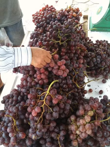Nho không được che đậy kỹ nhưng vẫn rất tươi, nhiều chuyên gia khuyến cáo có khả năng nho này được ngâm chất bảo quản trước khi bán ra thị trường