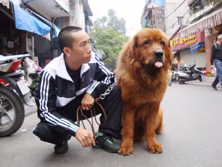 Anh Kỳ và chú ngao Tạng tên Đông Đông của mình. Ảnh: Minh Tùng. Anh Kỳ và chú ngao Tạng tên Đông Đông của mình. Ảnh: Minh Tùng.