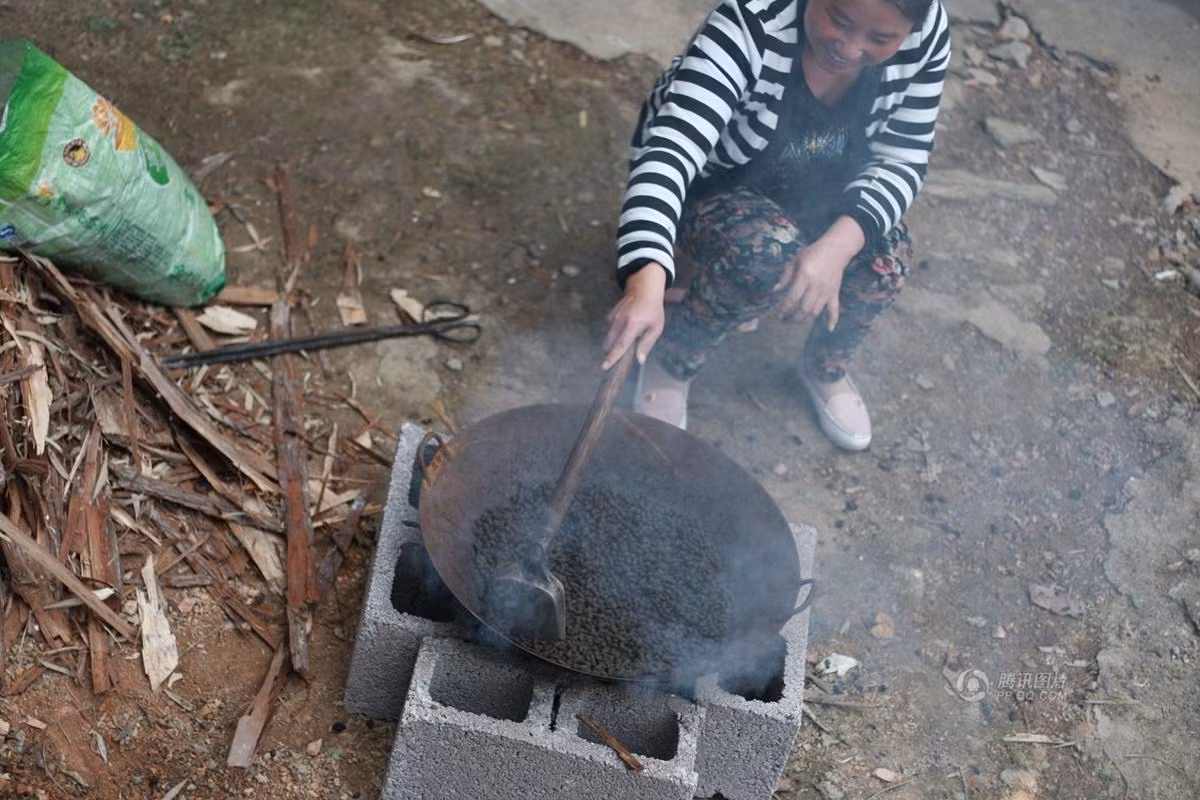 Chị Lý, một người dân thôn Kim Thạch đang sao phân bò chế thuốc chữa bệnh phụ khoa mãn tính.