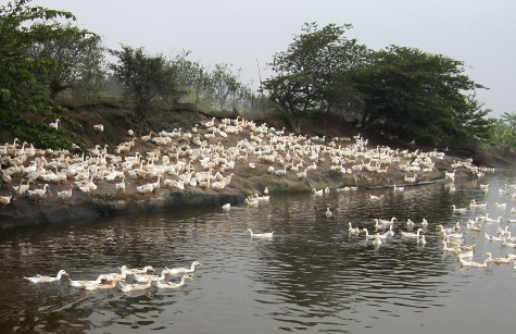 Dịch cúm A/H5N1 đang đứng trước nguy cơ bùng phát trở lại. (Ảnh NP)