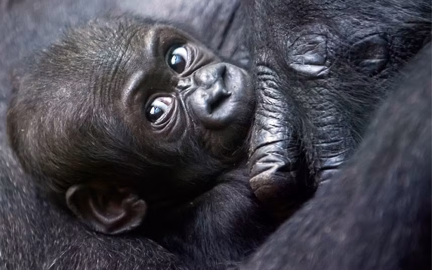 Mawimbi, một con gorilla đất thấp miền tây nằm trong vòng tay mẹ Mamitu ở một sở thú tại Zurich, Thụy Sĩ. Ảnh: Keystone, Alessandro Della Bella/AP. Mawimbi, một con gorilla đất thấp miền tây nằm trong vòng tay mẹ Mamitu ở một sở thú tại Zurich, Thụy Sĩ. Ảnh: Keystone, Alessandro Della Bella/AP.