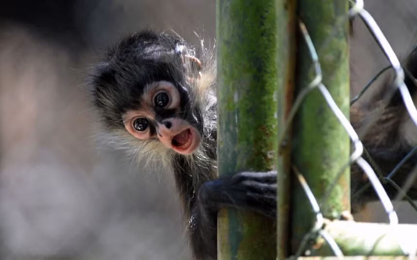 Một con khỉ con nhìn quanh hàng rào ở sở thú Rosy Walter tại El Picacho, bắc Tegucigalpa, Honduras. Ảnh: Orlando Sierra/AFP/ Gettylmages. Một con khỉ con nhìn quanh hàng rào ở sở thú Rosy Walter tại El Picacho, bắc Tegucigalpa, Honduras. Ảnh: Orlando Sierra/AFP/ Gettylmages.