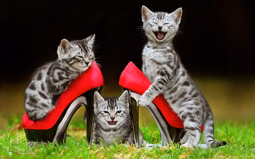 Các con mèo con Bengal đang chuẩn bị ra mắt ở Royal Melbourne Show. Ảnh: Alex Coppel/ Newspix/ Rex Features. Các con mèo con Bengal đang chuẩn bị ra mắt ở Royal Melbourne Show. Ảnh: Alex Coppel/ Newspix/ Rex Features.