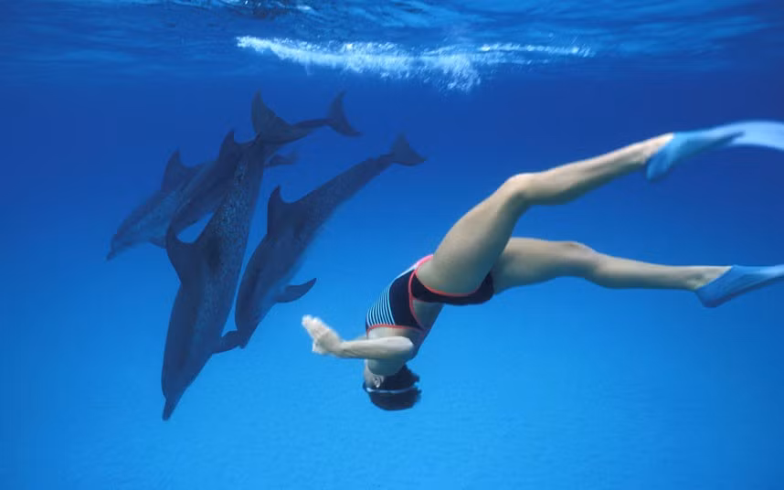 Một thợ lặn nhảy với các con cá heo ở vùng đảo Grand Bahama, Bahamas. Ba thợ lặn chuyên nghiệp nín thở tới 4 phút trong khi lặn xuống độ sâu 30ft với các con cá heo để học các kỹ thuật mới. Ảnh: Doug Perrine / Barcroft Media. Một thợ lặn nhảy với các con cá heo ở vùng đảo Grand Bahama, Bahamas. Ba thợ lặn chuyên nghiệp nín thở tới 4 phút trong khi lặn xuống độ sâu 30ft với các con cá heo để học các kỹ thuật mới. Ảnh: Doug Perrine / Barcroft Media.