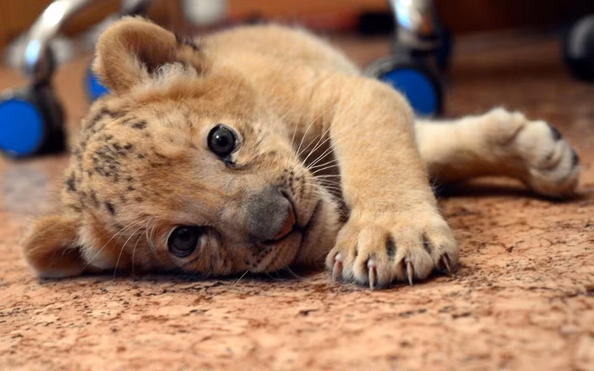 Con Liliger cái Kiara chơi ở vườn thú Novosibirsk tại Novosibirsk, miền đông Siberia. Kiara là con lai giữa một con sư tử châu Phi và sư tử hổ. Ảnh: Ilnar Salakhiev/AP. Con Liliger cái Kiara chơi ở vườn thú Novosibirsk tại Novosibirsk, miền đông Siberia. Kiara là con lai giữa một con sư tử châu Phi và sư tử hổ. Ảnh: Ilnar Salakhiev/AP.