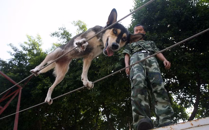 Một con chó ở đội Sứ mệnh đặc biệt phòng chống cháy của thành phố Trùng Khánh, Trung Quốc đang đi trên hai sợi dây thừng nhỏ dài 10 m trong quá trình huấn luyện nhiệm vụ. Ảnh: Quirky China News/ Rex Features. Một con chó ở đội Sứ mệnh đặc biệt phòng chống cháy của thành phố Trùng Khánh, Trung Quốc đang đi trên hai sợi dây thừng nhỏ dài 10 m trong quá trình huấn luyện nhiệm vụ. Ảnh: Quirky China News/ Rex Features.