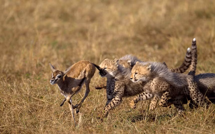 Những con báo đốm Cheetah bé nhỏ đang săn một con hươu được mẹ chúng tha về để rèn luyện kỹ năng săn mồi. Hình ảnh này được chụp bởi Paul Goldstein, hướng dẫn viên du lịch vùng Exodus và nhiếp ảnh gia thế giới hoang dã. Ảnh: Paul Goldstein / Rex Features. Những con báo đốm Cheetah bé nhỏ đang săn một con hươu được mẹ chúng tha về để rèn luyện kỹ năng săn mồi. Hình ảnh này được chụp bởi Paul Goldstein, hướng dẫn viên du lịch vùng Exodus và nhiếp ảnh gia thế giới hoang dã. Ảnh: Paul Goldstein / Rex Features.