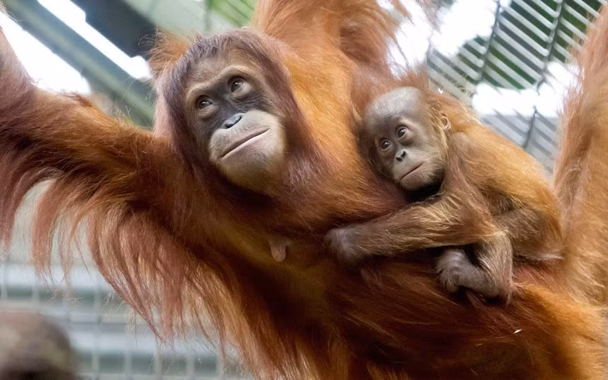 Malou, một đười ươi Sumatra giống đực nhỏ bám chặt vào bộ lông dày của mẹ Cahava khi nó lộ diện trước mặt mọi người tại sở thú Zurich. Ảnh: EPA/Alessandro Della Bella. Malou, một đười ươi Sumatra giống đực nhỏ bám chặt vào bộ lông dày của mẹ Cahava khi nó lộ diện trước mặt mọi người tại sở thú Zurich. Ảnh: EPA/Alessandro Della Bella.