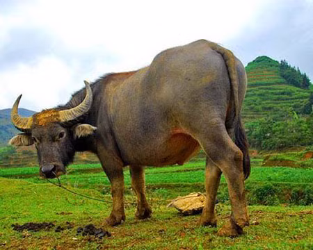 Những món ăn được chế biến từ thịt trâu cũng thường được vua sử dụng.