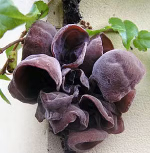 Mộc nhĩ đen, còn gọi là vân nhĩ, thụ kê, nhĩ tử, mộc nga… Thực chất đây là một loại nấm mọc trên những cây, cành gỗ mục, có hình dạng trông giống như tai người, mặt ngoài màu nâu nhạt, có lông mịn, mặt trong nhẵn, màu nâu sẫm. Xem thêm: Điểm danh các loại củ quả ăn nhiều dễ nhiễm độc Mộc nhĩ đen, còn gọi là vân nhĩ, thụ kê, nhĩ tử, mộc nga… Thực chất đây là một loại nấm mọc trên những cây, cành gỗ mục, có hình dạng trông giống như tai người, mặt ngoài màu nâu nhạt, có lông mịn, mặt trong nhẵn, màu nâu sẫm. Xem thêm: Điểm danh các loại củ quả ăn nhiều dễ nhiễm độc
