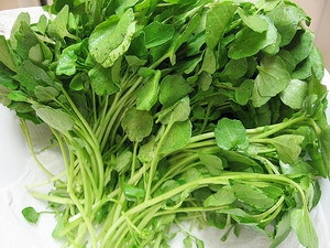 Ăn 85g cải xoong trước khi luyện tập sẽ có tác dụng bảo vệ DNA hiệu quả. (Nguồn: Internet) Ăn 85g cải xoong trước khi luyện tập sẽ có tác dụng bảo vệ DNA hiệu quả. (Nguồn: Internet)