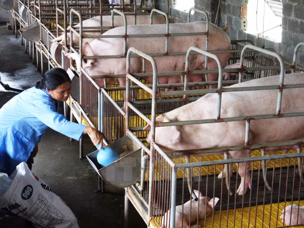 Ảnh minh họa: Báo Dân Việt Ảnh minh họa: Báo Dân Việt