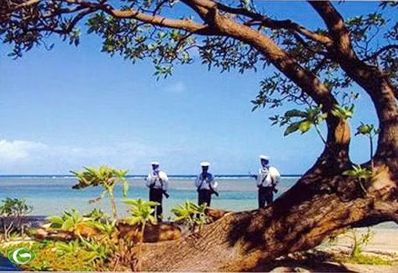 Cây phong ba đại thụ, lá chắn cho các chiến sĩ. Ảnh tư liệu. Cây phong ba đại thụ, lá chắn cho các chiến sĩ. Ảnh tư liệu.